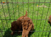 Miniature poodle