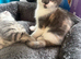Kitten looking for her forever home.