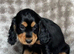 Pups black and tan and black and white