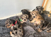 Beautiful frenchie x dachshund pups **6 left**
