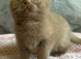 Stunning cinnamon British shorthair
