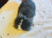 Lion head