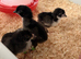 Olive Egger Unsexed Day-Old Chicks 1 left
