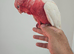 Stunning super tame lutino galah Cockatoo