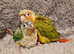 Adorable fully hand reared baby conures