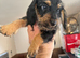 Miniature dachshund wire long