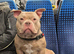 Lavender pocket bully male
