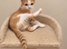 Kittens ready for their forever home