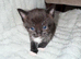 5 Beautiful Kittens