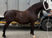 3 year old Fronarth filly