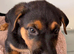 Stunning Rottweiler × German Shepherd Puppies