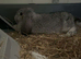 Female young lop cage included