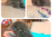 8 beautiful long and short haired kittens!