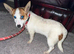 Jack Russell female puppy for sale