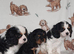 Beautiful king charles puppies for sale