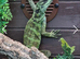 Sailfin Dragon