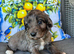 Stunning cockapoo puppies