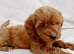 Cavapoo puppies