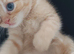 Bsh cross kitten needs forever home