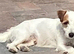 Jack Russel