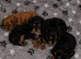 Beautiful Cavalier Pups ️