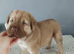 Frenchie-Pei pups