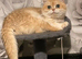 Golden British shorthair male