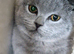 British shorthair girl