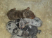 Dappled DNA tested miniature dachshunds