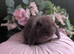 Mini lops