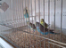 Budgies