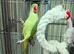 alexandrine parrot