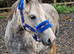 Pretty 12.2h 6yr mare