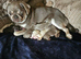 Reduced!!!Pug litter
