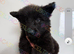Ready now stunning Kc registered pups