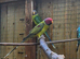 Plum head pair bred last year