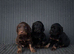 Ready Now Tri Coloured Cocker Spaniels