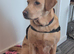 Goldador Puppies for sale