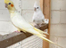 Price is for pair! Stunning cockatiels with DNA