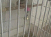 Female finch