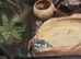 2 juvenile milk frogs