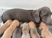 6 beautiful puppies looking for forever homes