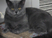 Wanted: British Shorthair Female for Mating