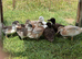 Chocolate Call Duck pair