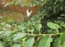 2 leghorn point of lay chickens for sale