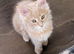 Maine Coon kittens CF81