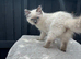 Ragdoll kittens