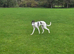 Greyhound lurchers 2 brothers