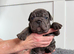 Stunning Big Rope, Velvet & Rojo French Bulldogs