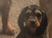 Show cocker spaniels